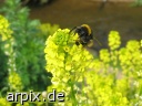 bumblebee insect