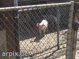 cage mammal pig stable