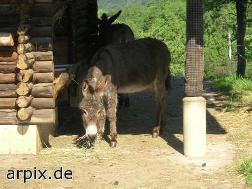 donkey stable