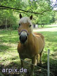 mammal horse fence mammal horse meadow