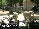mammal elephant zoo
