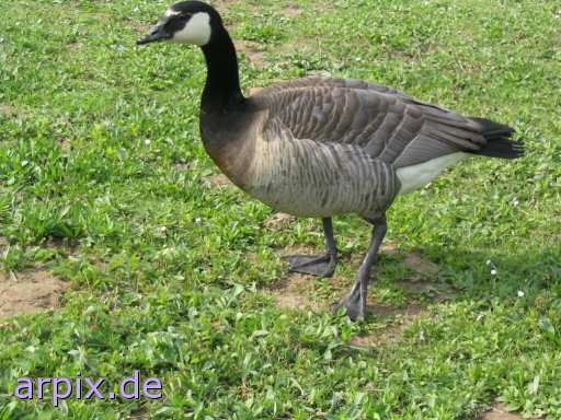  bird goose free