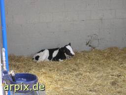  mammal cattle calf