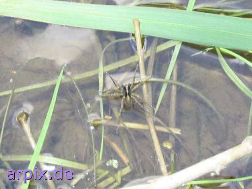 tadpole spider