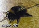 bumblebee bumble bee