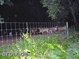  fence reindeer zoo