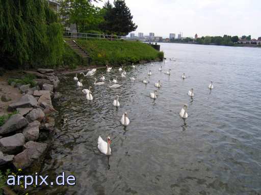 swan bird free
