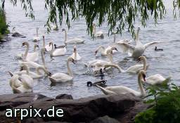 swan bird duck free