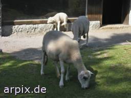  mammal sheep zoo