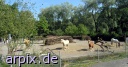  säugetier pferd zaun zoo