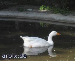  bird goose pond zoo