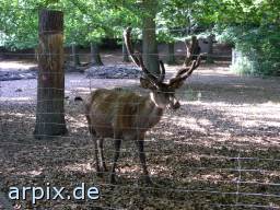 red deer fence zoo
