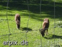 ibex fence zoo