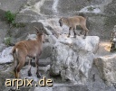 ibex fawn zoo