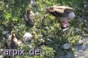 gosling bird goose zoo