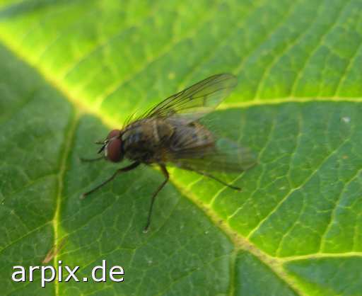 fly insect