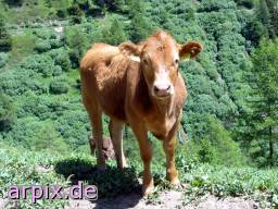 mammal cattle cow