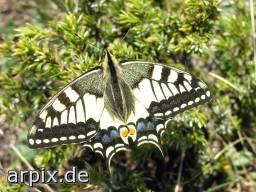 butterfly free insect swallowtail