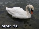 swan free bird