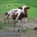 earmark mammal cattle cow