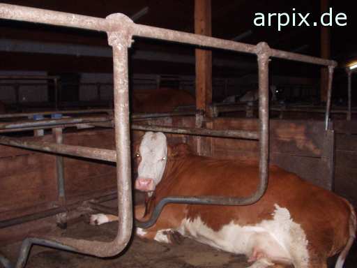 stable object mammal cattle
