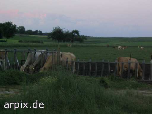 meadow mammal cattle