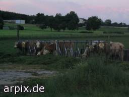 meadow mammal cattle