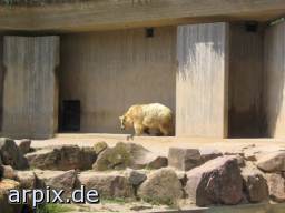 bear polar bear zoo mammal