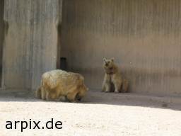 bear polar bear zoo mammal