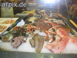 sea animal craw fish squid corpse fish