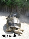turtle giant turtle zoo