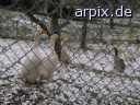object fence bird goose