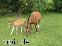 meadow mammal horse foal
