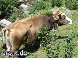 meadow mammal cattle cow