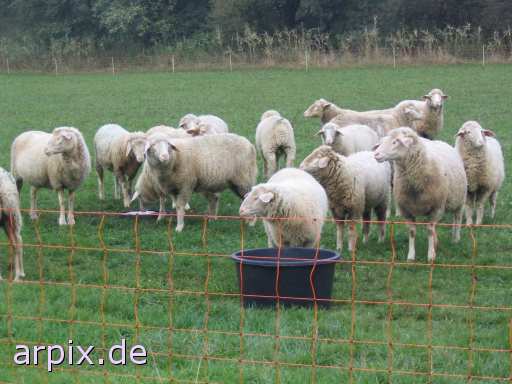 object fence mammal sheep