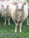 meadow mammal sheep