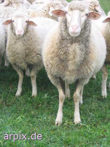 meadow mammal sheep