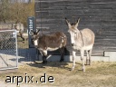 donkey zoo mammal