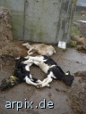 corpse mammal cattle calf sheep