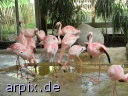 flamingo zoo bird