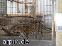 leopard zoo object cage mammal
