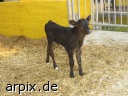  mammal cattle calf