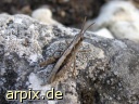 grasshopper unknown insect locust
