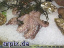 sea animal squid corpse fish