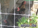 hobby husbandry fence bird chicken