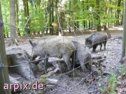 wild boar piglets zoo object fence mammal pig