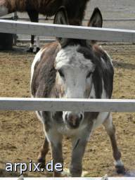 circus mammal horse donkey