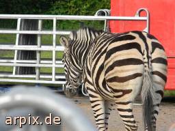 zebra circus object fence mammal horse