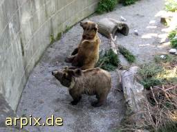 bärengraben bear pit zoo brown bear