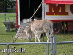 donkey circus fence mammal goat